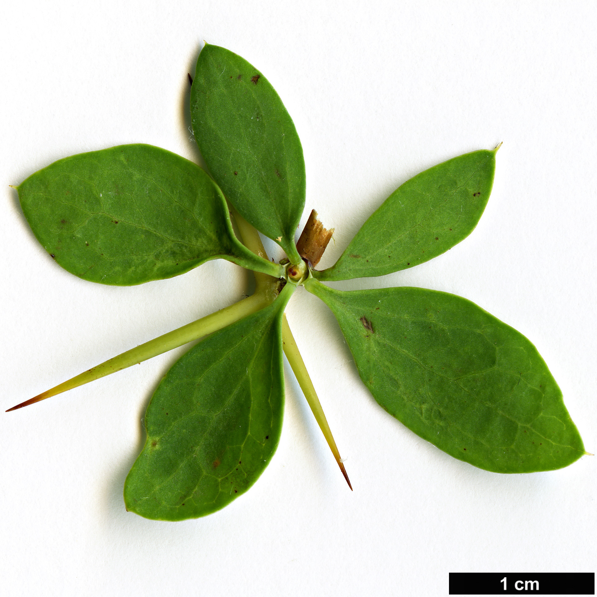 High resolution image: Family: Berberidaceae - Genus: Berberis - Taxon: vulgaris - SpeciesSub: subsp. australis
